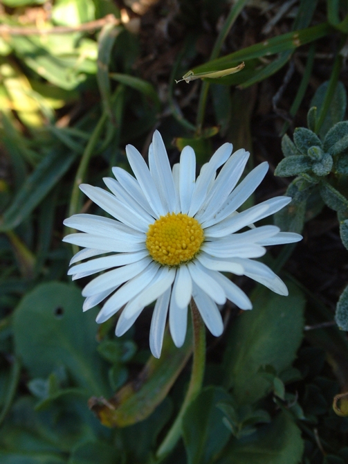 Margherite per Margherita (Ametista)